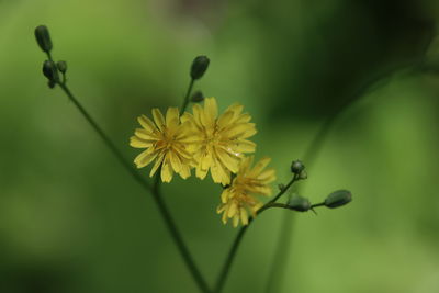 Close-up of yellow flowering plant