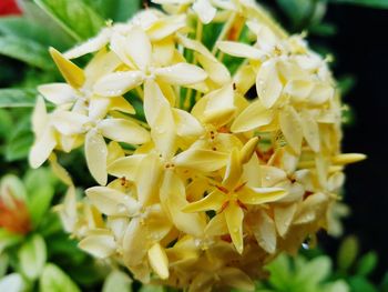 Close-up of yellow flowers