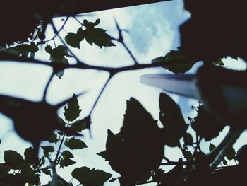 Close-up of water drops on tree