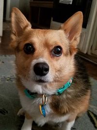 Close-up portrait of dog