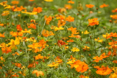 Close-up of yellow flowering plants on field