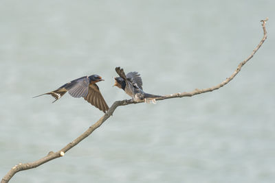 Birds perching on a branch