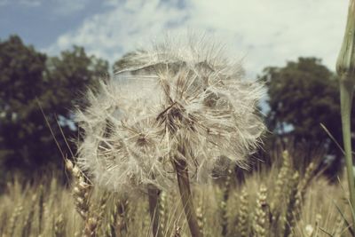 Close-up of dandelion on field