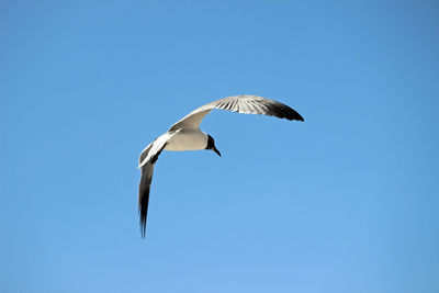 Low angle view of bird flying against clear blue sky