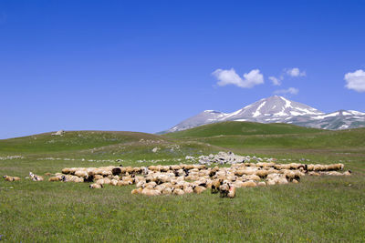 Sheep and goats in the valley. domestic animal life. farm in mountains. large group of sheep.
