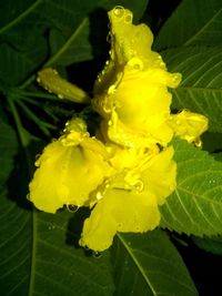 Close-up of raindrops on yellow flower blooming outdoors