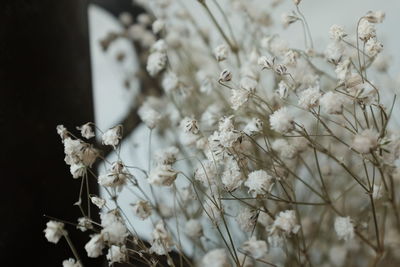 Close-up of white flowering plant