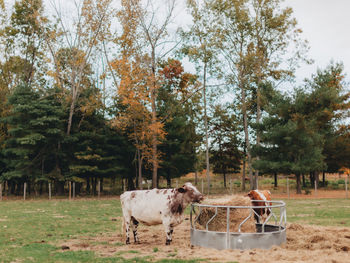 Cows in a field