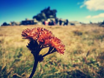 Close-up of flower growing in field