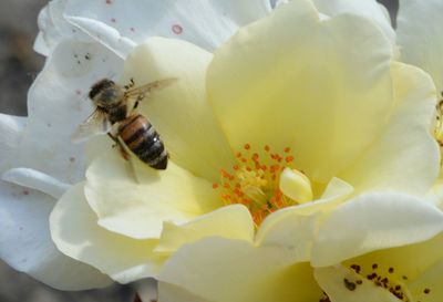 Close-up of bee on white flower