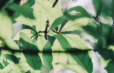 Close-up of insect on leaves