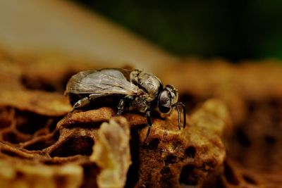 Close-up of bee on rock