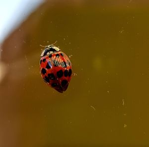 High angle view of ladybug on leaf