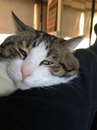 Close-up of a cat resting at home