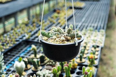 Close-up of potted cactus in greenhouse