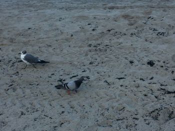 High angle view of seagulls on beach