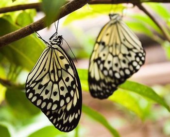 Close-up of butterfly on plant