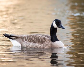 Duck swimming in lake