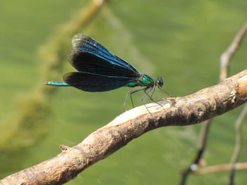 Close-up of butterfly on leaf