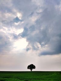 Tree on field against sky