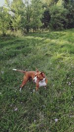 High angle view of dog on field