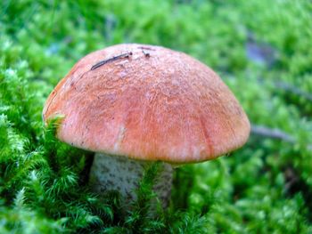 Close-up of mushroom growing outdoors