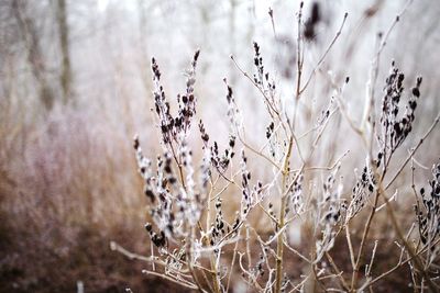 Close-up of wilted plant on field