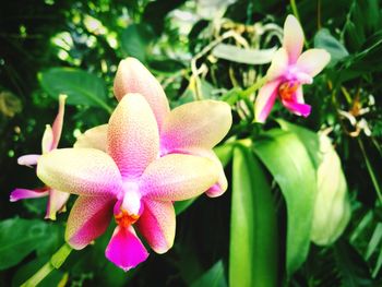 Close-up of pink flowering plant