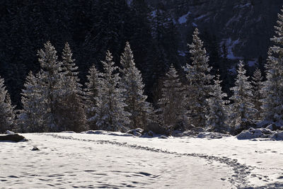 Scenic view of snowcapped forest during winter