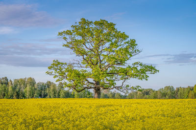 Magnificent oak