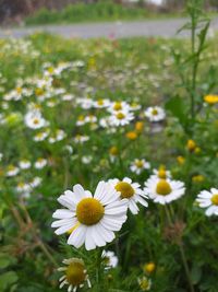 Close-up of white daisy flowers on field