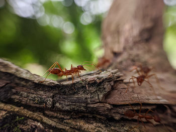 Red ants or also called weaver ants, live in colonies
