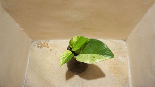 High angle view of leaves on plant against wall