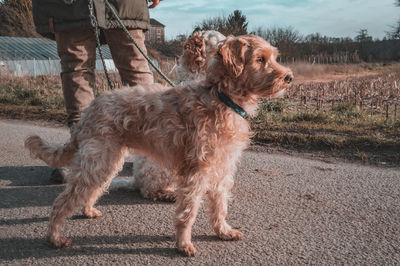 Close-up of two dogs looking away