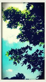 Low angle view of trees against sky