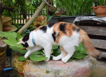 Cat relaxing on a tree
