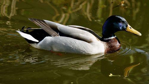 Close-up of duck swimming in lake