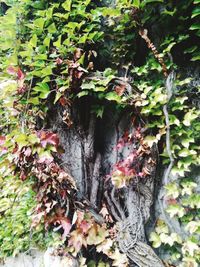 Close-up of ivy growing on tree trunk