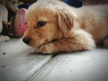 Close-up of dog relaxing on floor at home