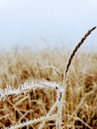 Close-up of frozen plant on field against sky