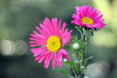 Close-up of pink flower