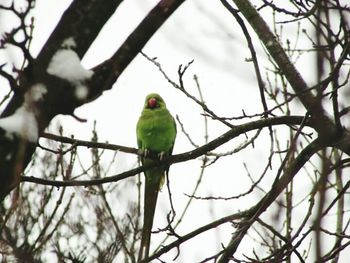 Low angle view of birds perching on branch