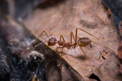 Close-up of ant on rock