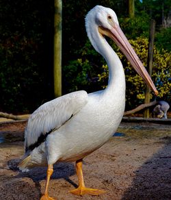 Close-up of pelican in shallow water
