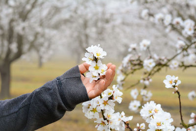 Close-up of white flowers blooming in park