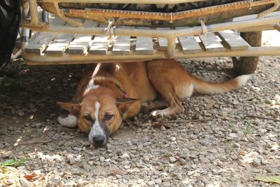 High angle view of dog resting