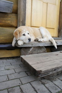 Close-up of puppy sleeping outdoors