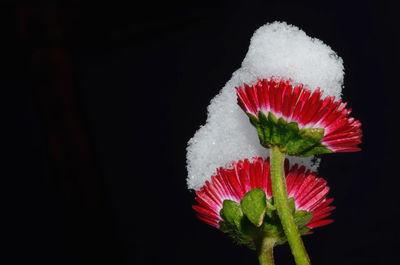 Close-up of snow on flowers against black background