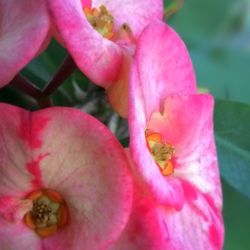 Close-up of pink flower