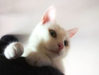 Close-up of white cat